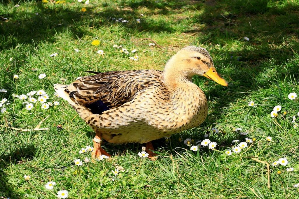 parcours de visite : enclos des canards