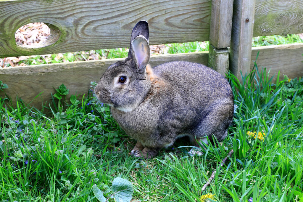 le lapin normand