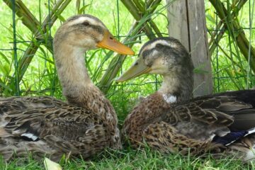 Couple de canards de Rouen