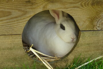 lapin blanc de hotot