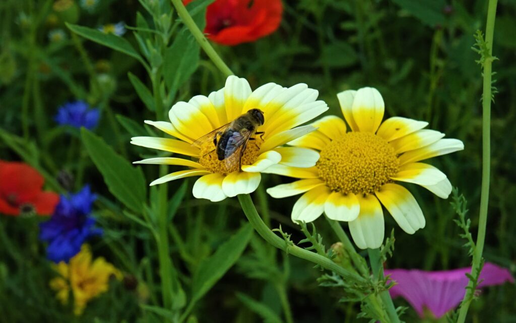 Prairie fleurie du potager avec abeille