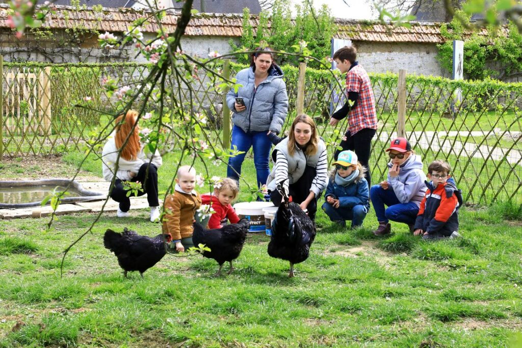 Avec les poules dans l'enclos des Merlerault