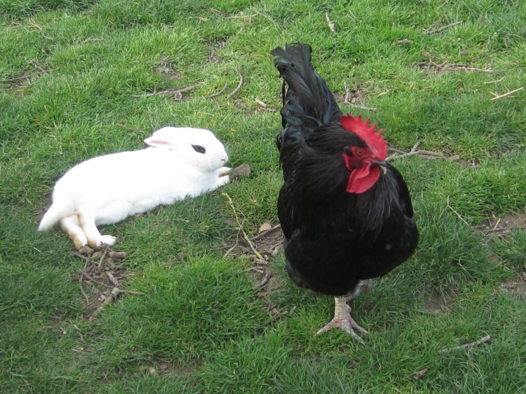 Lapin et coq Cotentin