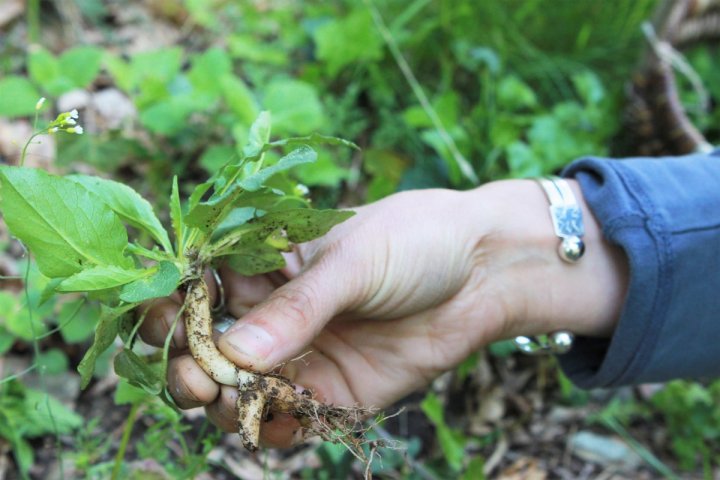 plantes sauvages comestibles