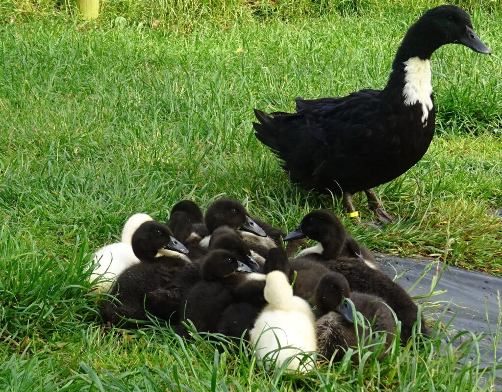 cane Duclair et ses canetons