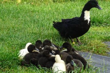 canetons de race Duclair