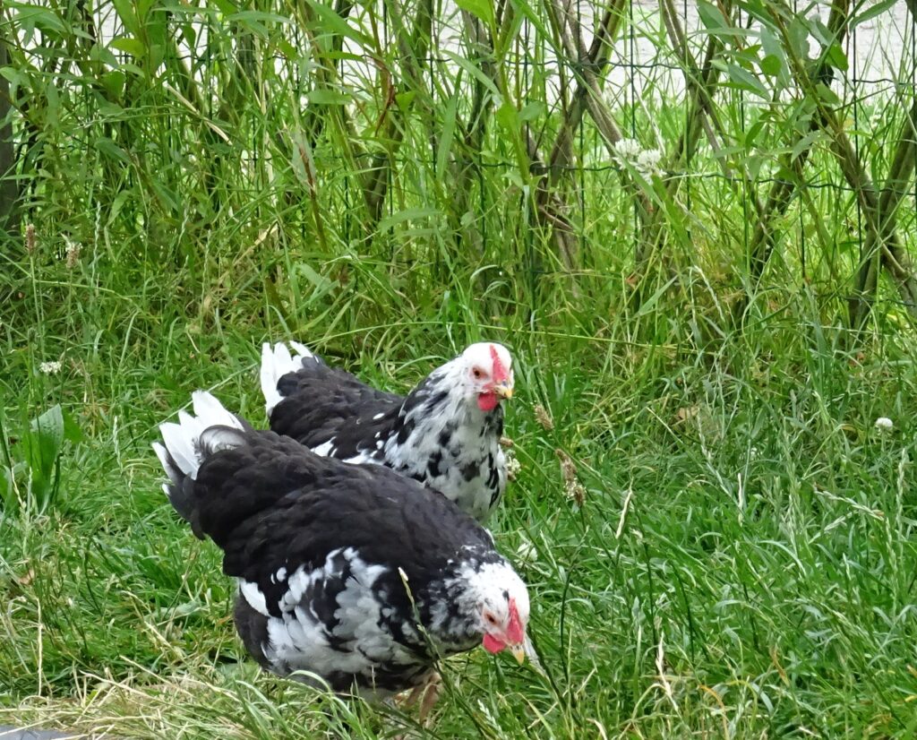 poules Gournay