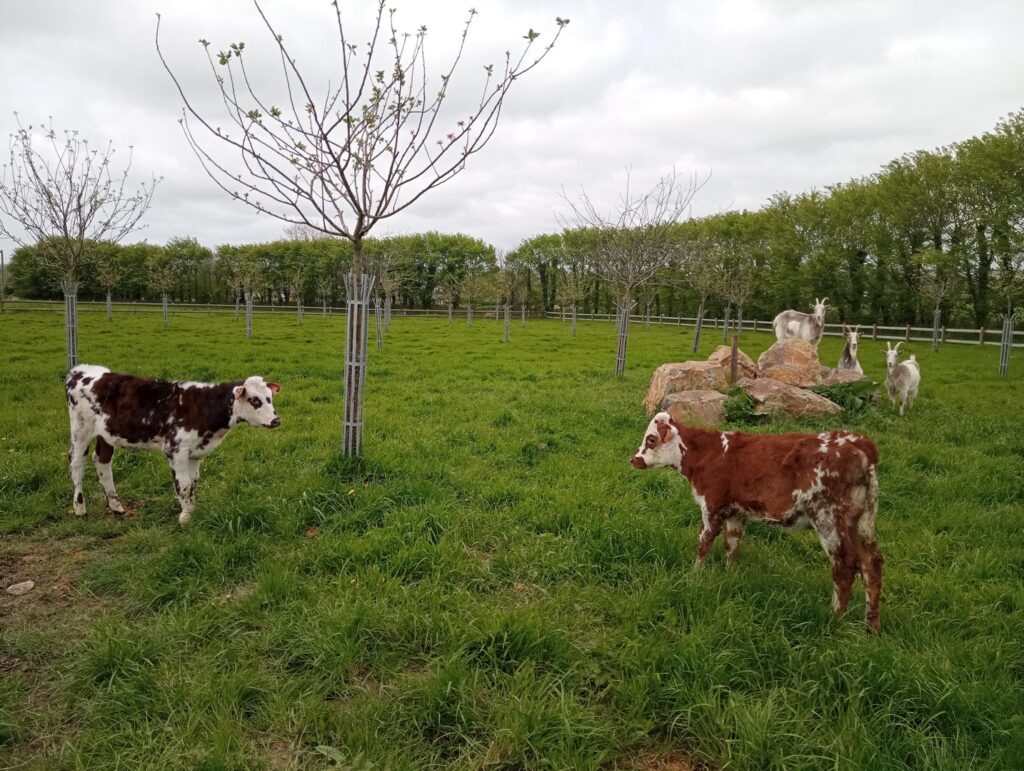 Arrivée des génisses, Uguette et Vallée