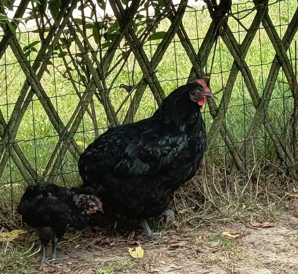Poule Cotentine et son poussin