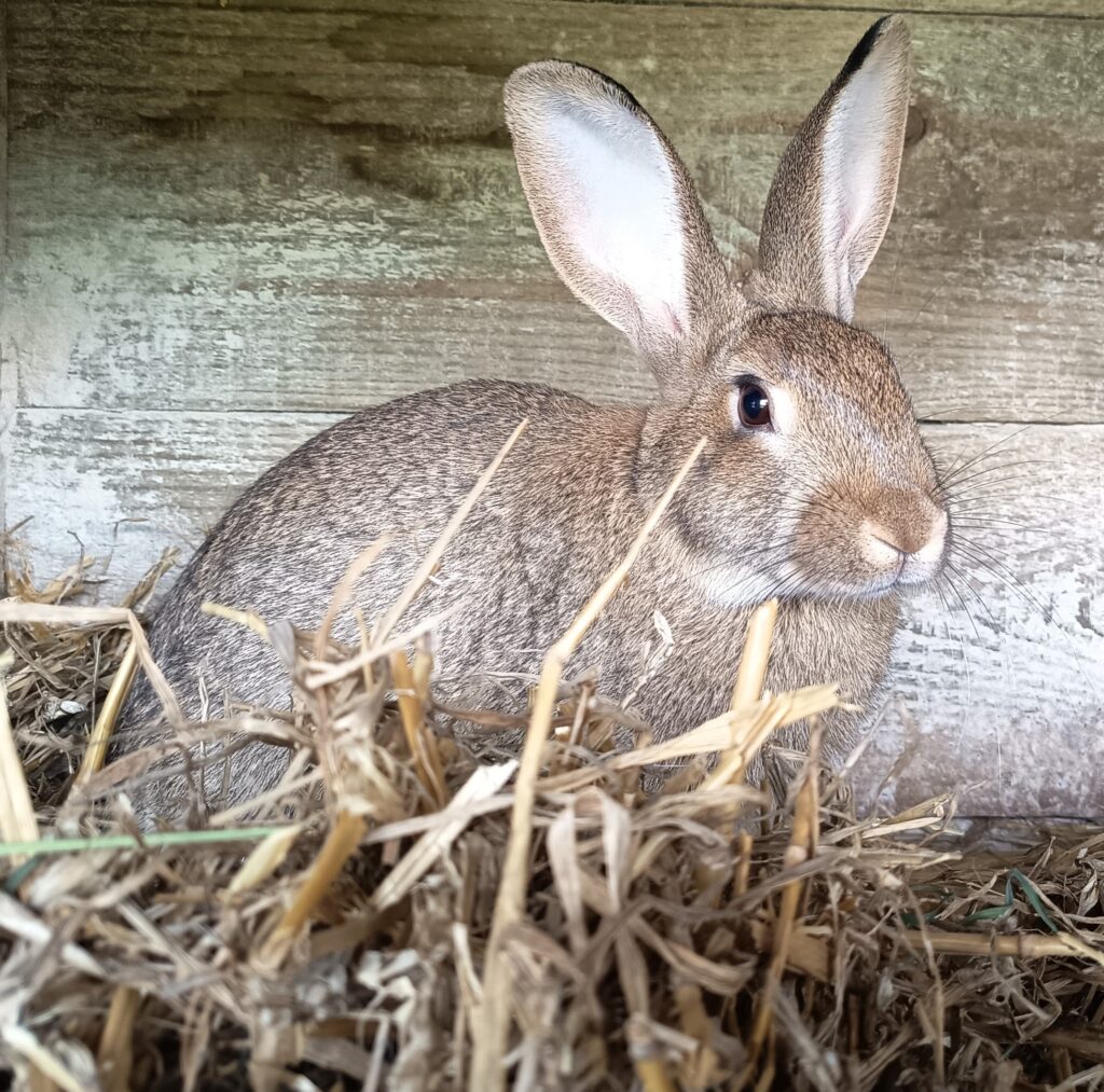 Jeune lapin normand