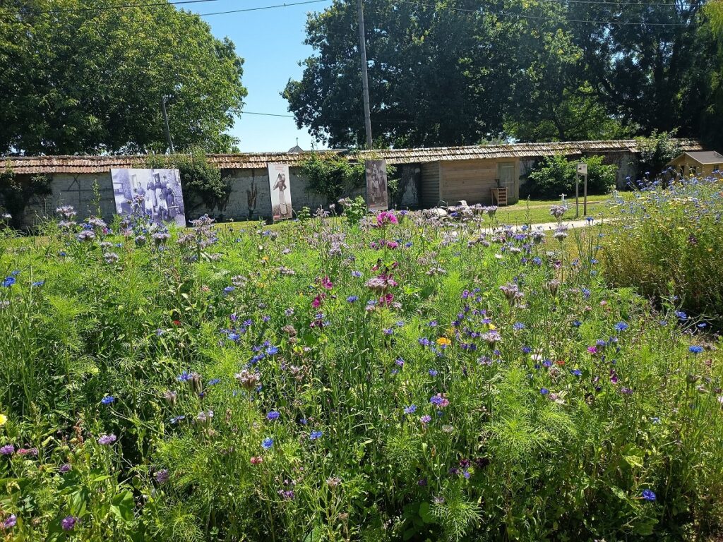 jardin potager de la ferme avec prairie fleurie