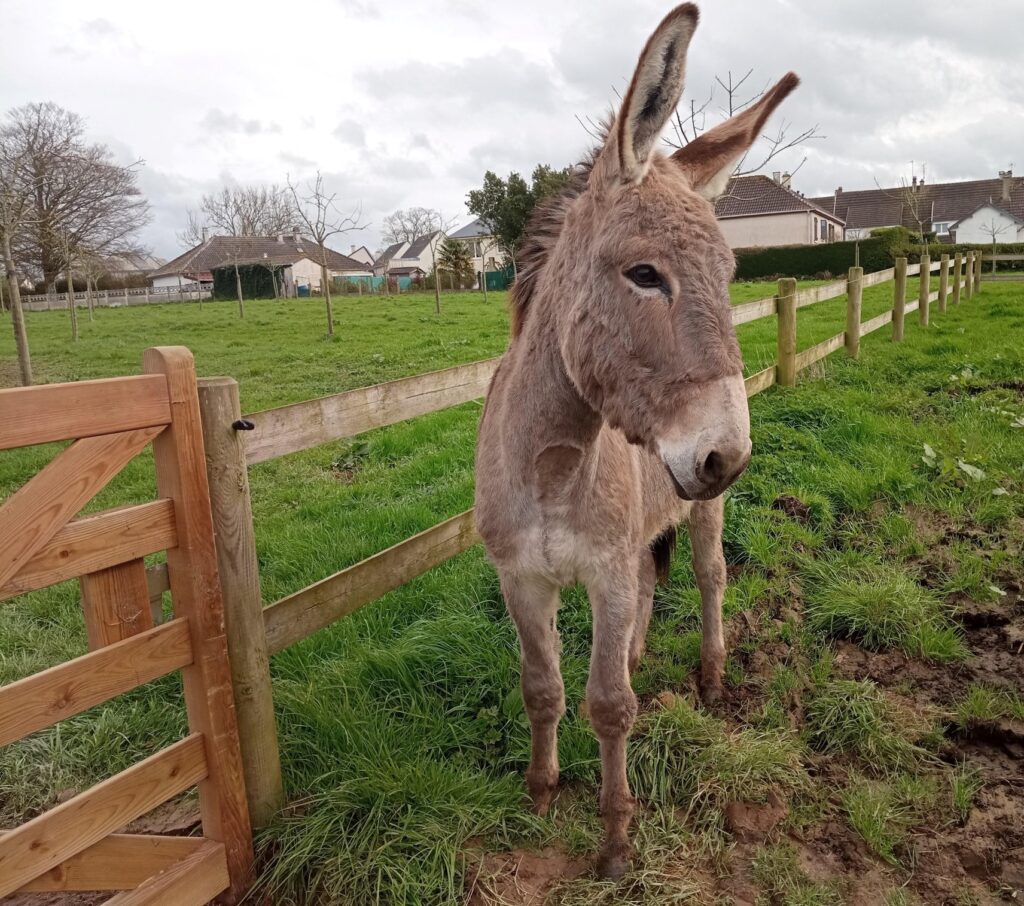 âne du Cotentin