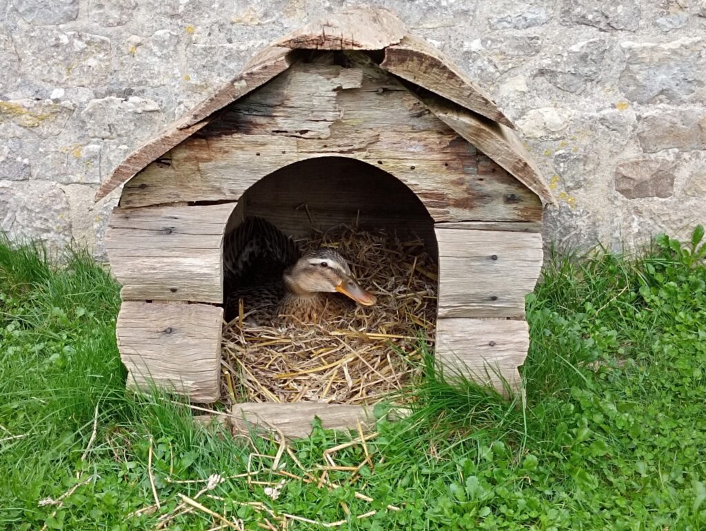 Jeune cane de Rouen ayant fait son nid dans la niche 