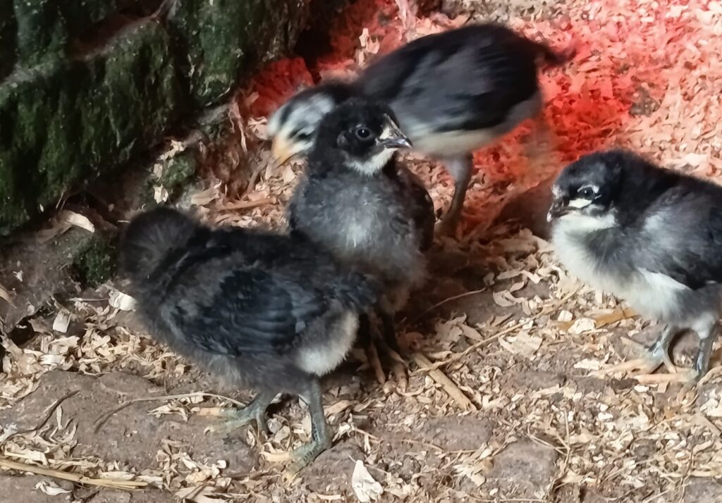poussins dans le poulailler de la ferme