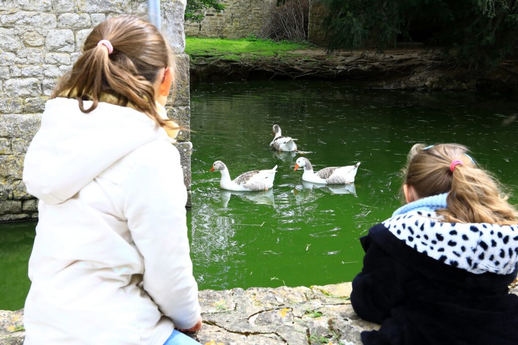 élèves observant les oies 